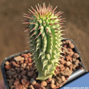 Hoodia currori ssp. lugardii