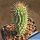 Hoodia currori ssp. lugardii