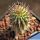 Hoodia currori ssp. lugardii