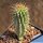 Hoodia currori ssp. lugardii