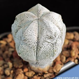 Astrophytum myriostigma cv. ONZUKA super white
