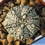 Astrophytum hybrid CAP-SK 5 ribs (capricorne x SUPERKABUTO)