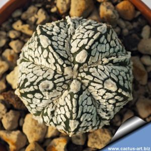 Astrophytum hybrid CAP-SK 5 ribs (capricorne x SUPERKABUTO)
