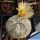 Astrophytum hybrid CAP-SK 5 ribs (capricorne x SUPERKABUTO)