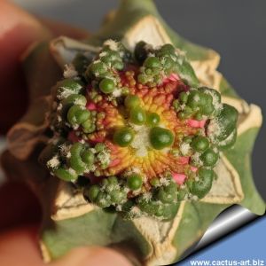 Astrophytum asterias cv. KITSUKOW (grafted)