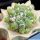 Astrophytum asterias cv. KITSUKOW (grafted)