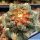 Astrophytum asterias cv. KITSUKOW (grafted)