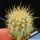 Echinocereus lindsayi "YELLOW SPINES" grafted