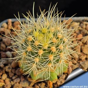 Echinocereus lindsayi "YELLOW SPINES" grafted