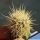 Echinocereus lindsayi "YELLOW SPINES" grafted