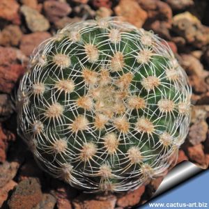 Gymnocalycium bruchii v. pawlovskyi CH1078 CH1078 North of La Esperanza, Cordoba, Argentina.