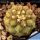 Copiapoa columna-alba GCG15008b Quebrada Tigrillo, 02 Antofagasta, Chile (blonde spine selection)