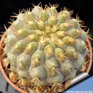 Copiapoa columna-alba GCG15008b Quebrada Tigrillo, 02 Antofagasta, Chile (blonde spine selection)