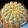 Copiapoa columna-alba GCG15008b Quebrada Tigrillo, 02 Antofagasta, Chile (blonde spine selection)