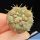 Copiapoa columna-alba GCG15008b Quebrada Tigrillo, 02 Antofagasta, Chile (blonde spine selection)