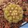 Copiapoa columna-alba GCG15008b Quebrada Tigrillo, 02 Antofagasta, Chile (blonde spine selection)