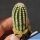 Echinocereus reichenbachii v. brevispinus (grafted)