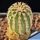 Echinocereus reichenbachii v. brevispinus (grafted)