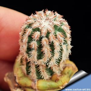Echinocereus reichenbachii v. brevispinus (grafted)