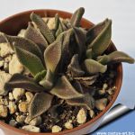 Nananthus wilmaniae Griqualand West, Cape Province, South Africa