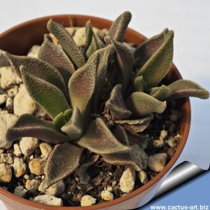 Nananthus wilmaniae Griqualand West, Cape Province, South Africa
