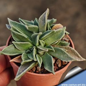 Nananthus wilmaniae Griqualand West, Cape Province, South Africa