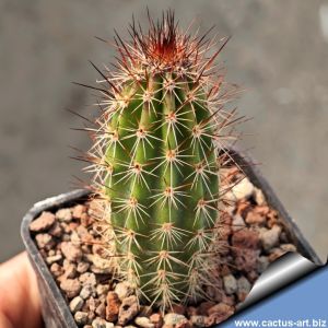 Armatocereus procerus RH4985b Chasquatambo, Ancash, 590m, Peru