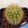 Weberbauerocereus weberbaueri RH4886a Yura, Arequipa, 2780m, Peru