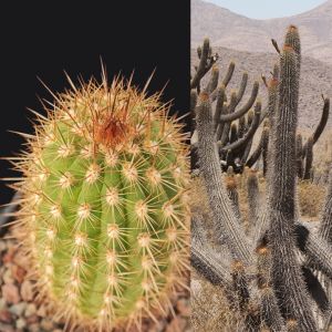 Weberbauerocereus weberbaueri RH4886a Yura, Arequipa, 2780m, Peru