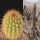 Weberbauerocereus weberbaueri RH4886a Yura, Arequipa, 2780m, Peru
