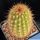 Weberbauerocereus weberbaueri RH4886a Yura, Arequipa, 2780m, Peru
