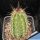 Echinocereus salm-dyckianus Waterfall Basaseachic, Chihuahua, Mexico