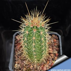 Echinocereus salm-dyckianus Waterfall Basaseachic, Chihuahua, Mexico