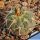 Gymnocalycium spegazzinii DJF248 Amaicha del Valle, Tucuman, Argentina