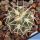 Gymnocalycium spegazzinii DJF248 Amaicha del Valle, Tucuman, Argentina