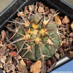 Gymnocalycium spegazzinii DJF248 Amaicha del Valle, Tucuman, Argentina