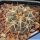 Gymnocalycium spegazzinii DJF248 Amaicha del Valle, Tucuman, Argentina