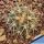 Gymnocalycium spegazzinii DJF248 Amaicha del Valle, Tucuman, Argentina