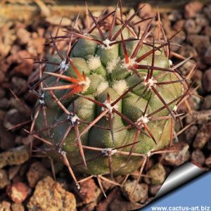 Copiapoa vallenarensis RUS203 Choros Bajos, Chile, 02 Antofagasta, Chile