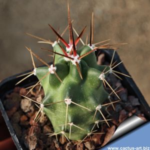 Echinocereus triglochidiatus f. albiflorus