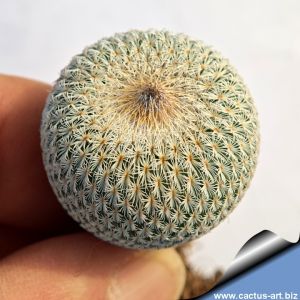 Epithelantha micromeris v. greggii Hipolito, Coahuila, Mexico