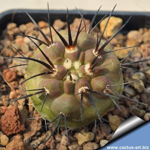 Copiapoa cinerea v. tenebrosa GCG15043 Monte Perales, Taltal, Chile