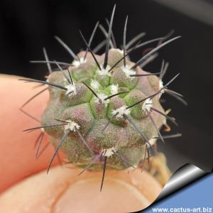 Copiapoa cinerea v. tenebrosa GCG15043 Monte Perales, Taltal, Chile