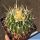 Echinofossulocactus sulphureus  KPP1669 Presa Zimapan, Hidalgo, Mexico
