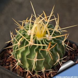 Echinofossulocactus sulphureus  KPP1669 Presa Zimapan, Hidalgo, Mexico