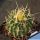 Echinofossulocactus sulphureus  KPP1669 Presa Zimapan, Hidalgo, Mexico
