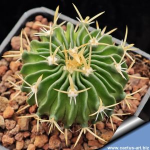 Echinofossulocactus sulphureus KPP1669 Presa Zimapan, Hidalgo, Mexico