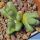 Argyroderma fissum SB618 Quaggaskop, Vanrhijnsdorp, West Cape Province, South Africa