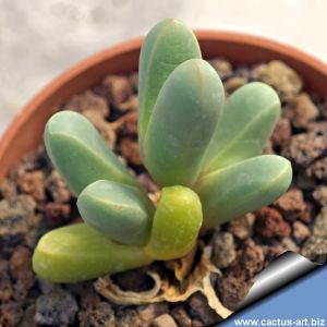 Argyroderma fissum SB618 Quaggaskop, Vanrhijnsdorp, West Cape Province, South Africa