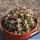 Gymnocalycium schickendantzii v. delaeti